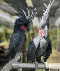 Black Palm Cockatoo for Sale