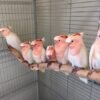 Major Mitchell's Cockatoo for Sale