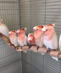Major Mitchell's Cockatoo for Sale