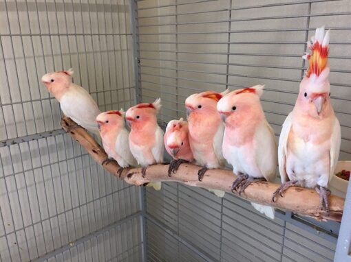 Major Mitchell's Cockatoo for Sale
