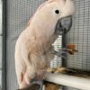 Moluccan Cockatoo for sale