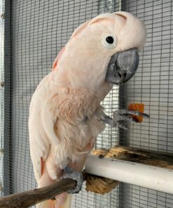 Moluccan Cockatoo for sale