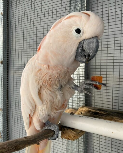 Moluccan Cockatoo for sale