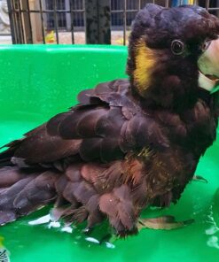Yellow Tailed Black Cockatoo for Sale