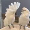 Umbrella cockatoo for sale