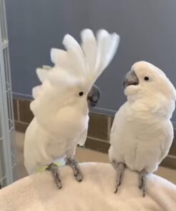 Umbrella cockatoo for sale