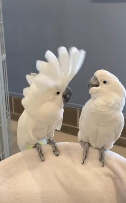 Umbrella cockatoo for sale