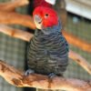 Gang Gang cockatoo for Sale