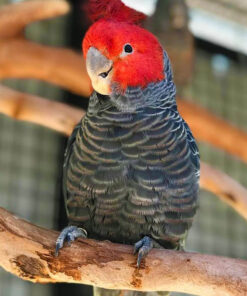 Gang Gang cockatoo for Sale