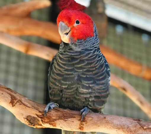 Gang Gang cockatoo for Sale