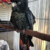 Red Tailed Black Cockatoo for Sale