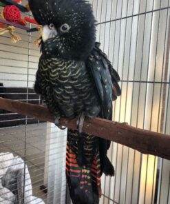 Red Tailed Black Cockatoo for Sale