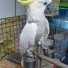 Sulphur-crested Cockatoo for sale
