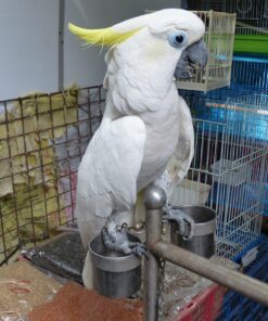 Sulphur-crested Cockatoo for sale