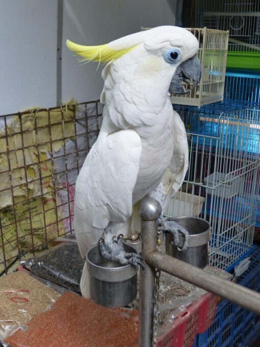 Sulphur-crested Cockatoo for sale