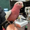 Rose breasted cockatoo for sale