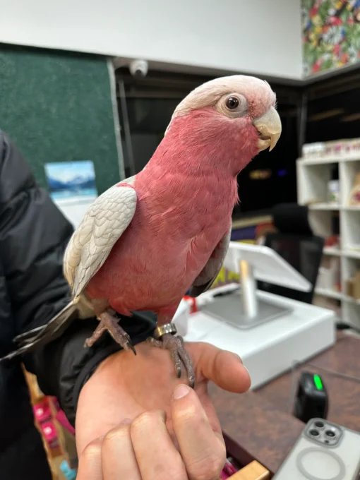 Rose breasted cockatoo for sale